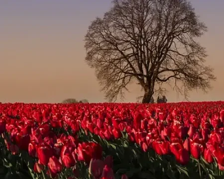 Tulip Garden