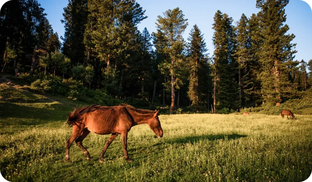 Horse Wandering In Youmarg Meadows